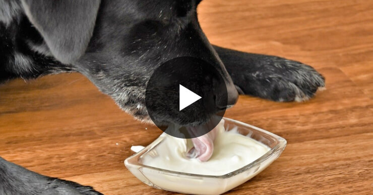 Dog licking hummus